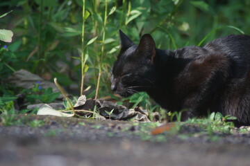 A domestic cat with short black fur
