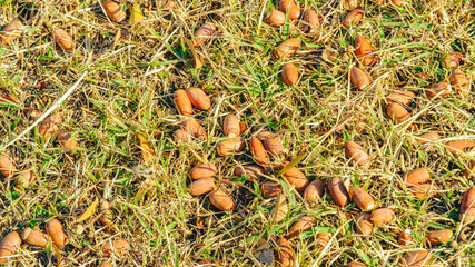 芝の上のどんぐり
