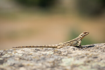 Side shot of Agama lizard Uplistsikhe, rock cut ancient town in Georgia