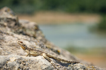 Fototapeta premium Side shot of Agama lizard Uplistsikhe, rock cut ancient town in Georgia