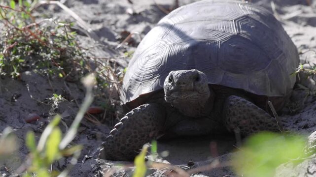 A gopher tortoise (Gopherus polyphemus) bobbing its head at another gopher tortoise. This might be aggression, territoriality or courtship. Please check with an expert.