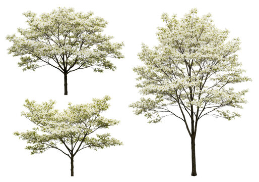 four distinct, symmetrically arranged dogwood trees (*cornus florida*) with transparent blossoms and fine branch detail, isolated on a transparent high-key background for catalogue botanical still