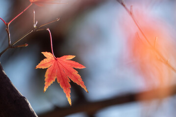 光輝くオレンジの美しい紅葉の葉