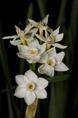 Chinese sacred lily. Narcissus tazetta