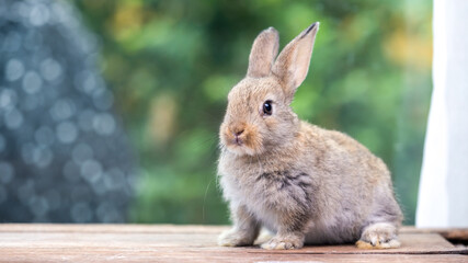 Bunny easter fluffy rabbit eating food, vegetables, carrots, baby corn on green garden nature flowers background on sunny day, Lovely mammal with bright eyes in nature life. Symbol of easter day.