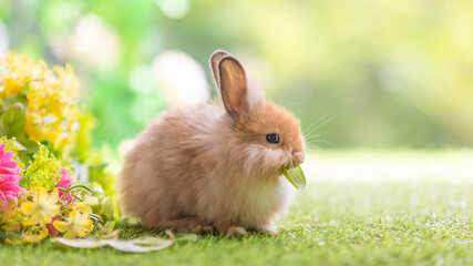 Bunny easter fluffy rabbit eating food, vegetables, carrots, baby corn on green garden nature flowers background on sunny day, Lovely mammal with bright eyes in nature life. Symbol of easter day.