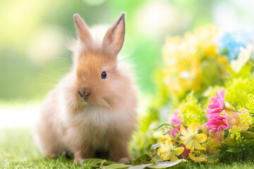 Bunny easter fluffy rabbit eating food, vegetables, carrots, baby corn on green garden nature flowers background on sunny day, Lovely mammal with bright eyes in nature life. Symbol of easter day.