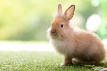 Bunny easter fluffy rabbit eating food, vegetables, carrots, baby corn on green garden nature flowers background on sunny day, Lovely mammal with bright eyes in nature life. Symbol of easter day.