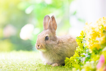 Bunny easter fluffy rabbit eating food, vegetables, carrots, baby corn on green garden nature flowers background on sunny day, Lovely mammal with bright eyes in nature life. Symbol of easter day.