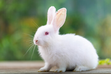 Bunny easter fluffy rabbit eating food, vegetables, carrots, baby corn on green garden nature flowers background on sunny day, Lovely mammal with bright eyes in nature life. Symbol of easter day.