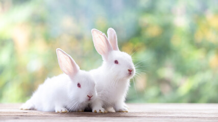 Bunny easter fluffy rabbit eating food, vegetables, carrots, baby corn on green garden nature flowers background on sunny day, Lovely mammal with bright eyes in nature life. Symbol of easter day.