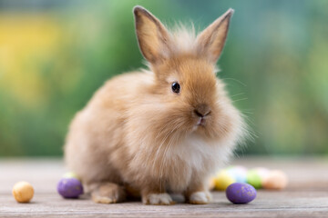 Bunny easter fluffy rabbit eating food, vegetables, carrots, baby corn on green garden nature flowers background on sunny day, Lovely mammal with bright eyes in nature life. Symbol of easter day.