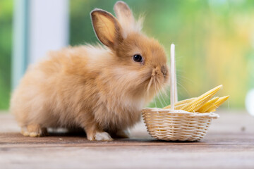 Bunny easter fluffy rabbit eating food, vegetables, carrots, baby corn on green garden nature flowers background on sunny day, Lovely mammal with bright eyes in nature life. Symbol of easter day.