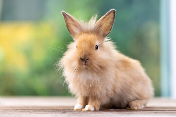 Bunny easter fluffy rabbit eating food, vegetables, carrots, baby corn on green garden nature flowers background on sunny day, Lovely mammal with bright eyes in nature life. Symbol of easter day.