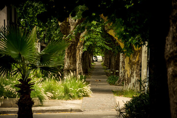 Obraz premium Pasillo de arboles en calle de barrio Urbanismo