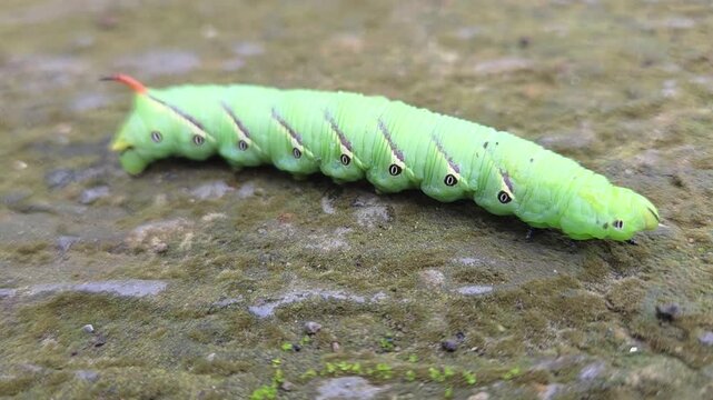 green caterpillar on a leaf