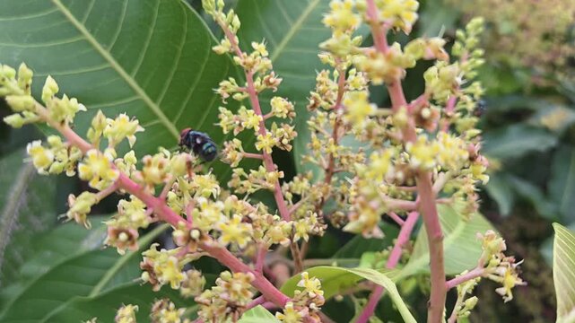 bee on a mango flower
