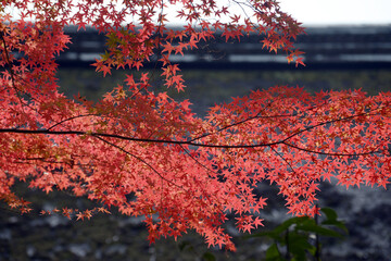 秋の上賀茂神社　境内の紅葉　賀茂別雷神社京都市北区