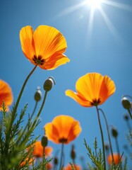 Obraz premium Upward view of bright orange California poppies against clear blue sky. Sun shines brightly with visible rays. Green stems and leaves grow upward with flower buds scattered.