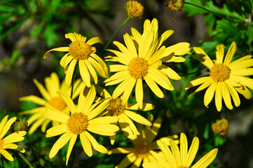 Yellow daisy flowers blooming in natural garden