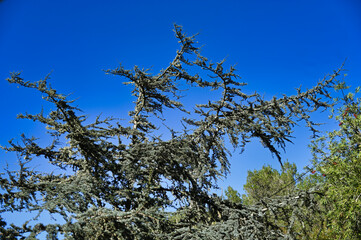 Evergreen tree branches with textured foliage against a clear blue sky in a natural outdoor environment.