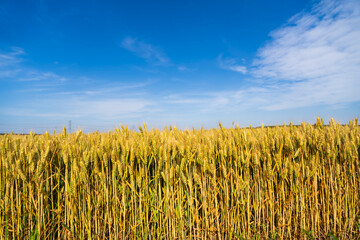 Wheat is growing in the field ,The wheat fields are under the blue sky and white clouds