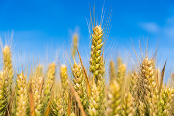 Wheat is growing in the field ,The wheat fields are under the blue sky and white clouds