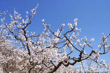 Apricot flowers bloom in spring