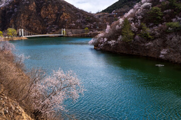 The lake and bridge in spring, with apricot blossoms blooming on both banks.