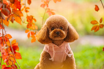 A toy poodle in autumn