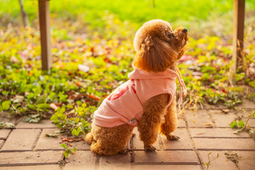A toy poodle in autumn