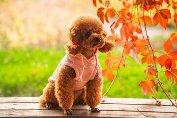 A toy poodle in autumn