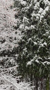 it is snowing heavily in the park, large flakes of snow are slowly falling on tree branches, no people