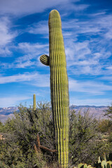 Fototapeta premium Sonoran desert landscape in southern Arizona