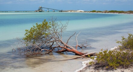Coastal Resilience: A Mangrove's Stand Against Industrial Backdrop on Remote Shoreline