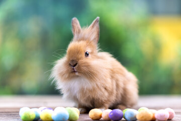 Healthy Lovely bunny easter fluffy white rabbit, new born baby rabbit on green garden nature with colorful flower background. The Easter white hares. Close - up of a rabbit. Symbol of easter day. 