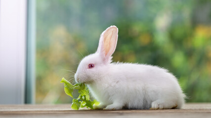 Healthy Lovely bunny easter fluffy white rabbit, new born baby rabbit on green garden nature with colorful flower background. The Easter white hares. Close - up of a rabbit. Symbol of easter day. 