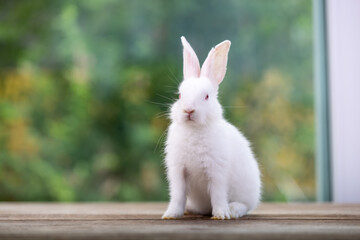 Healthy Lovely bunny easter fluffy white rabbit, new born baby rabbit on green garden nature with colorful flower background. The Easter white hares. Close - up of a rabbit. Symbol of easter day. 