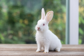 Healthy Lovely bunny easter fluffy white rabbit, new born baby rabbit on green garden nature with colorful flower background. The Easter white hares. Close - up of a rabbit. Symbol of easter day. 