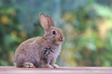 Healthy Lovely bunny easter fluffy white rabbit, new born baby rabbit on green garden nature with colorful flower background. The Easter white hares. Close - up of a rabbit. Symbol of easter day. 