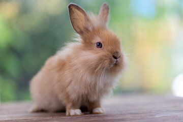 Healthy Lovely bunny easter fluffy white rabbit, new born baby rabbit on green garden nature with colorful flower background. The Easter white hares. Close - up of a rabbit. Symbol of easter day. 