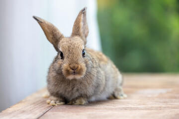 Healthy Lovely bunny easter fluffy white rabbit, new born baby rabbit on green garden nature with colorful flower background. The Easter white hares. Close - up of a rabbit. Symbol of easter day. 