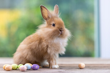 Healthy Lovely bunny easter fluffy white rabbit, new born baby rabbit on green garden nature with colorful flower background. The Easter white hares. Close - up of a rabbit. Symbol of easter day. 