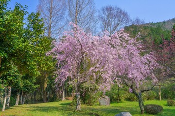 青空バックに見る満開の枝垂れ桜の情景