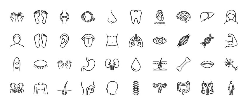 Human anatomy medical line icon set. Vector pictograms of heart, brain, lungs, stomach, kidney, skeleton, eye, tooth, and internal organs, thin outline illustration.