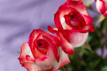 Pink roses on a lilac background. Two Red-Edged Roses. Close-Up of Red and White Rose Blossom...