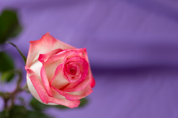 Tipped Roses. Floral mockup. Rose wallpaper.Close-Up Shot of Red-Edged Roses.Space for text.