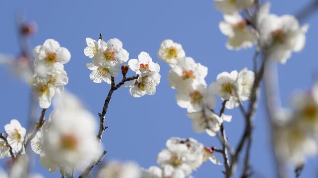 風に揺れる白の梅の花の4Kスローモーション動画