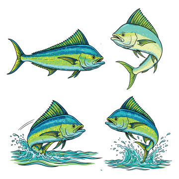 Four Mahi Mahi Fish Illustrations in Various Poses.