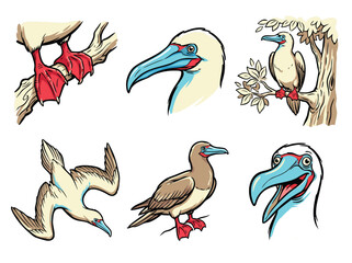 Fototapeta premium Illustration of a Booby Bird in Various Poses and Details.